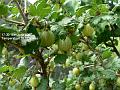 2007-0616gooseberries